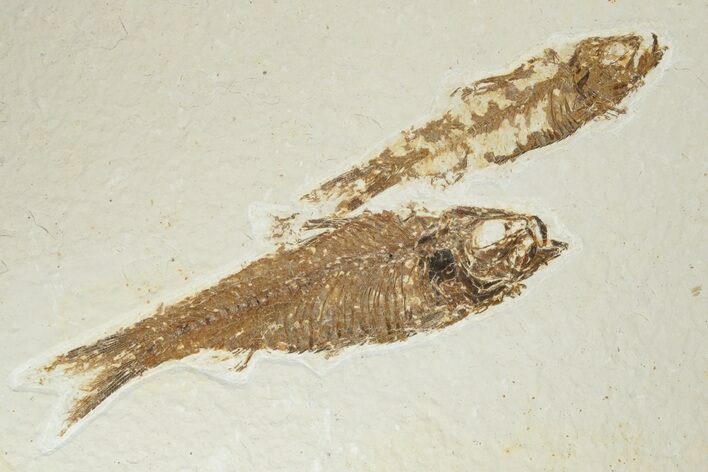 Two Knightia Fossil Fish - Wyoming #95628